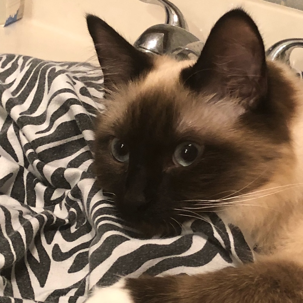 Meet your Posher, Michelle